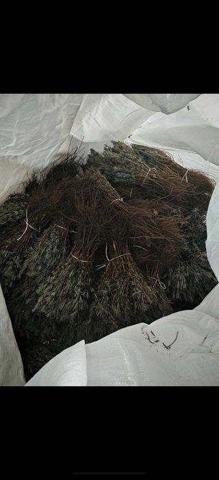 Лавандула разсад Севтополис