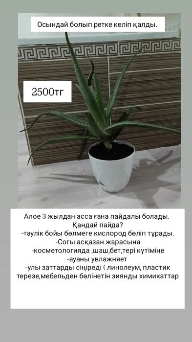 Алое больше 3 х лет