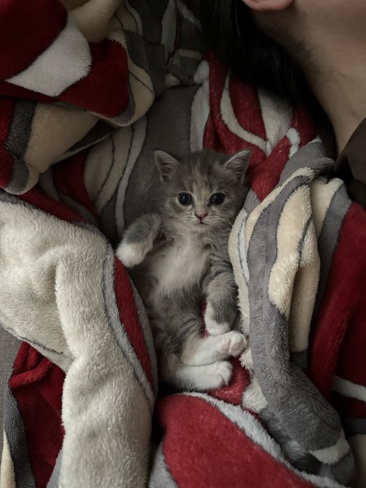 Шотландская девочка котенок ищет новый дом