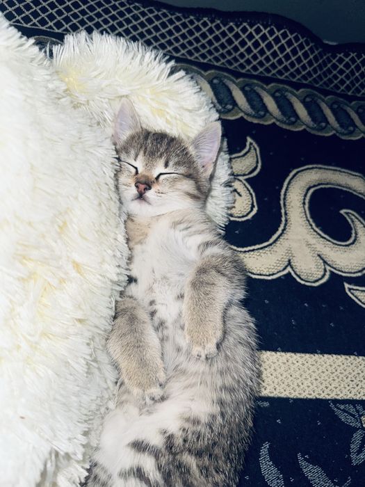 Котонок очень милый игривая