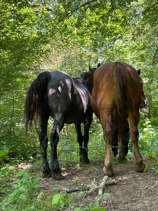 Cai de vânzare animale