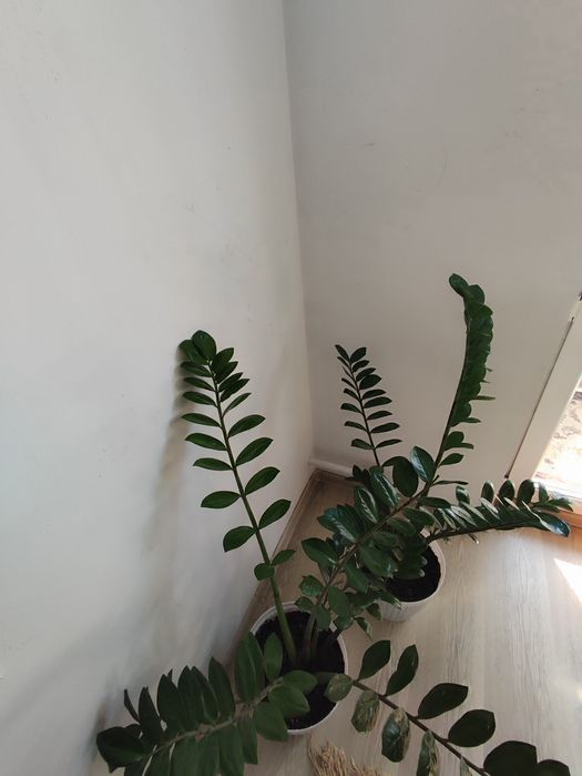 Долларовое дерево