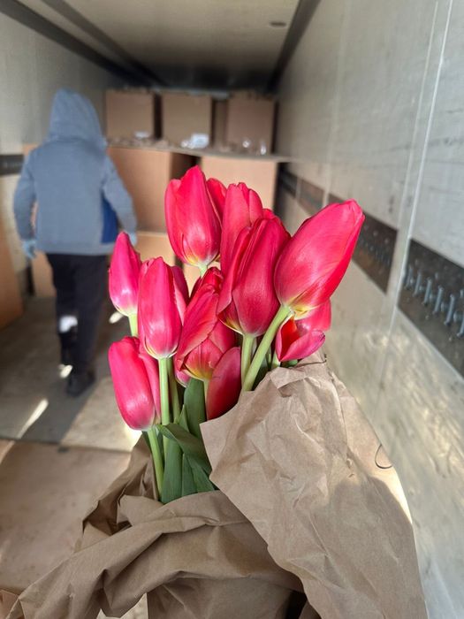 Предзаказ тюльпанов