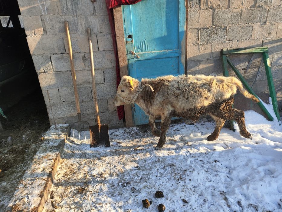 Еркек бұзау,  теленок бычок