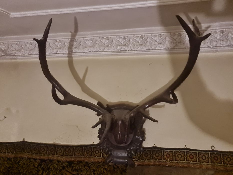 Coarne de cerb 700