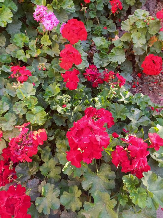 Герань горошке и отростки