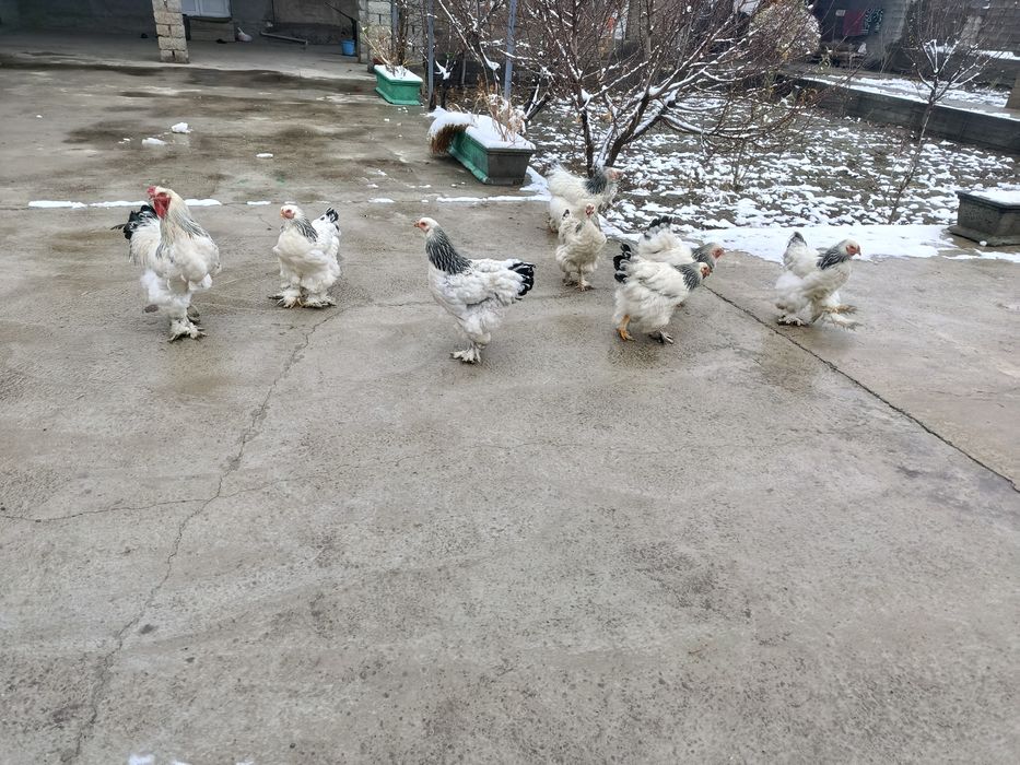 Светлый брама тухумлари