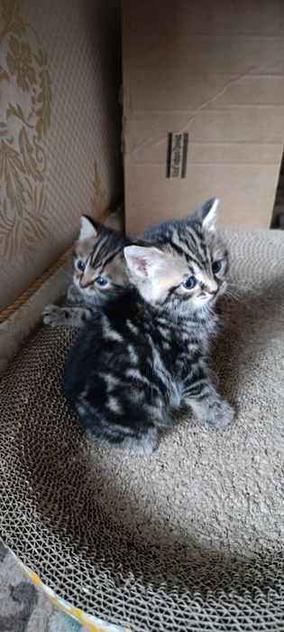 Продажа котёнок девочка родилась 31июля