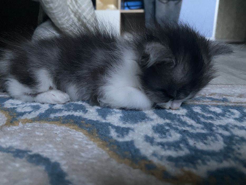 Очень милый котонёк