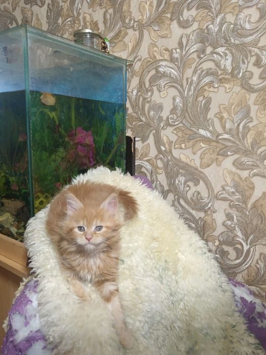 Котята мейн кун мейкун