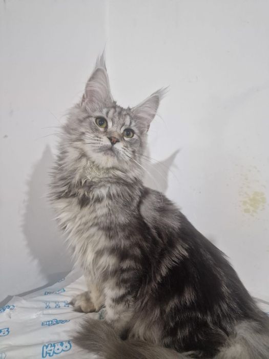 Чистокровные  супер Мейн Куны! Срочно !