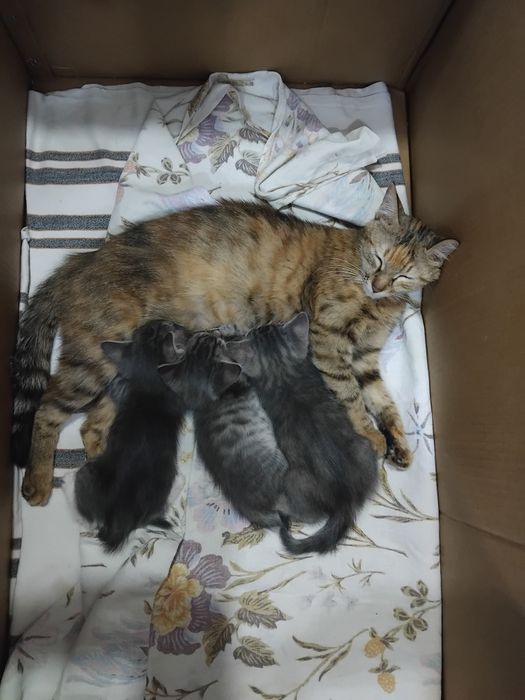 Отдам в хорошие руки котят