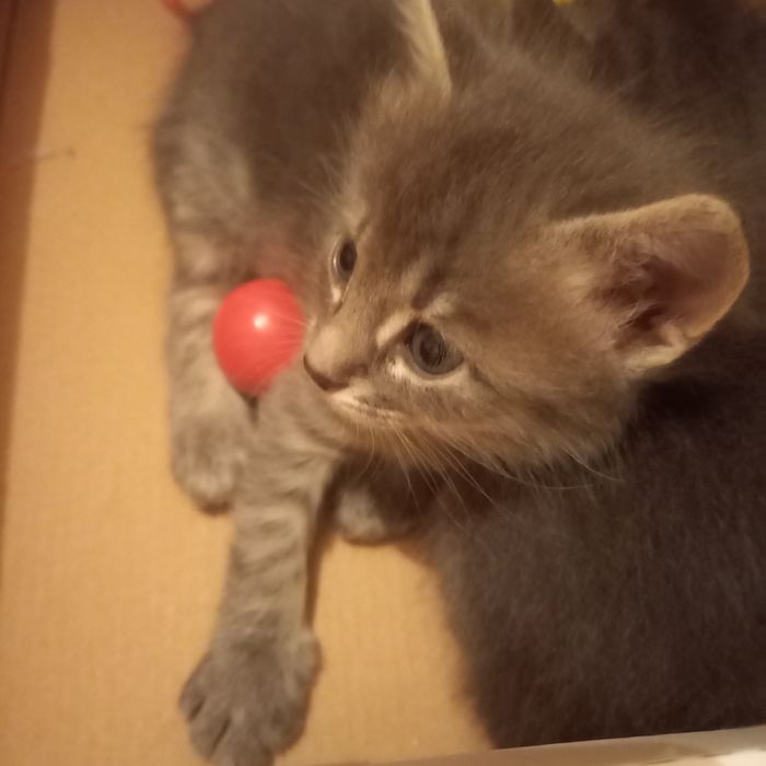 Котята  мальчики один месяц