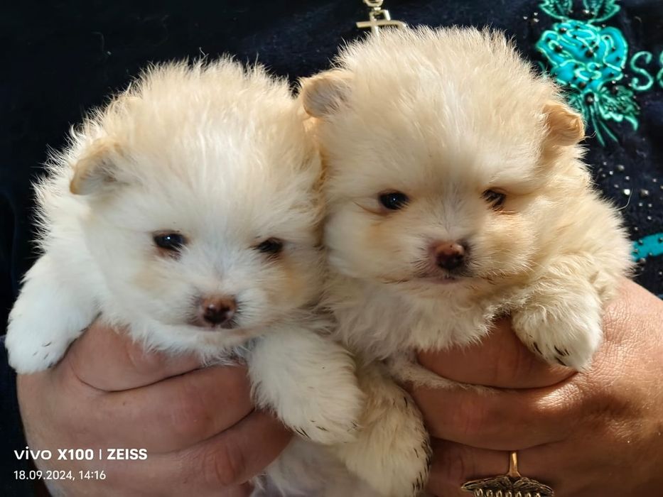 Очаровательные щенки шпица.