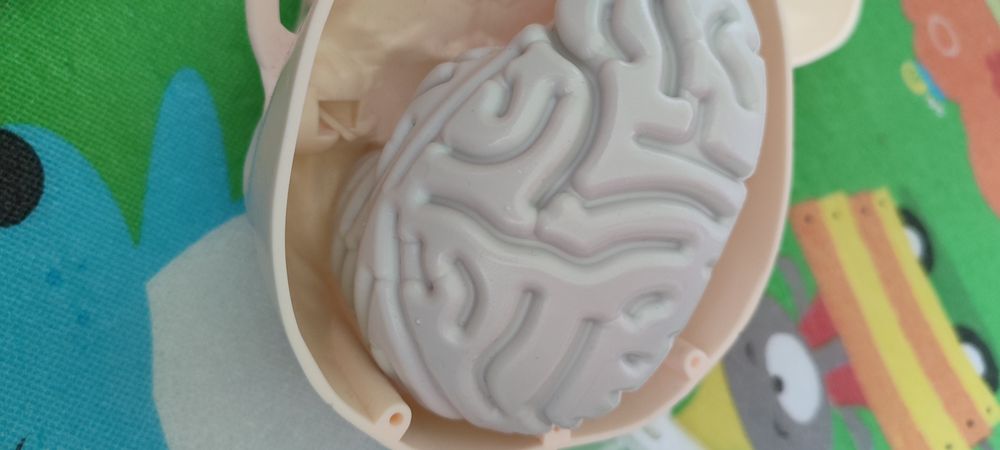 Череп човешкото тяло списания