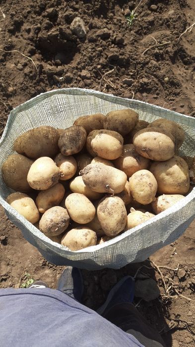 Крупный картофель