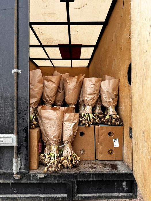 Тюльпаны ОПТОМ И В розницу предзаказ доставка цветы