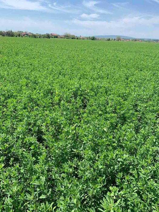 Продавам малки люцернови бали