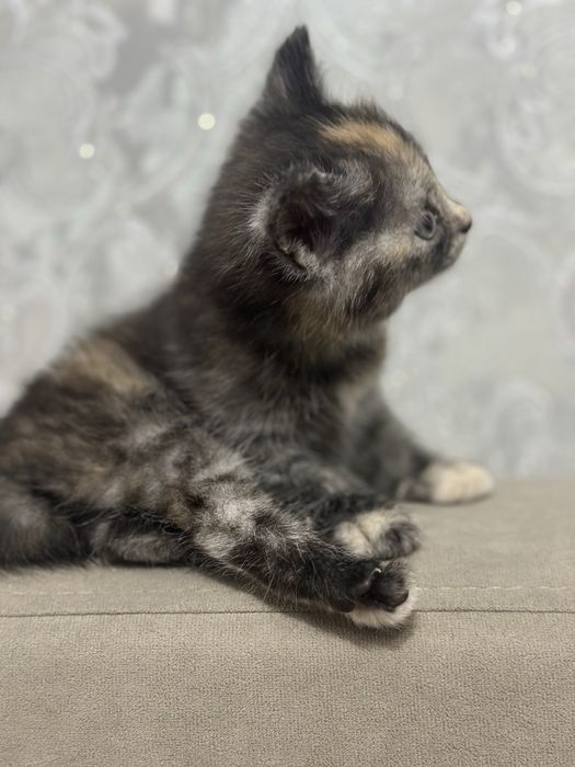 Отдам котенка, нашли на улице