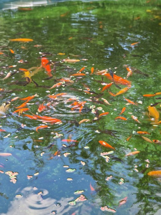 Lichidez iaz cu pesti  mici  și mai mari