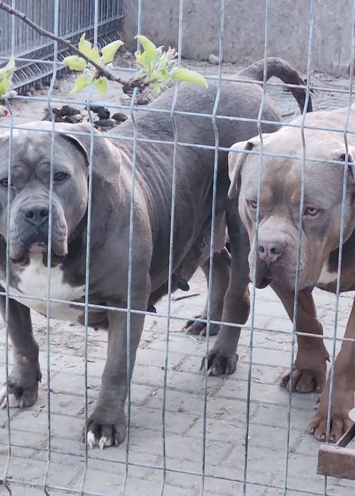 American bully xl