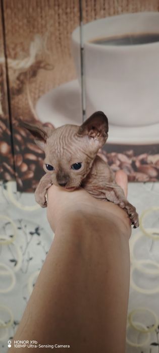 Для вязки кот, класный производитель.