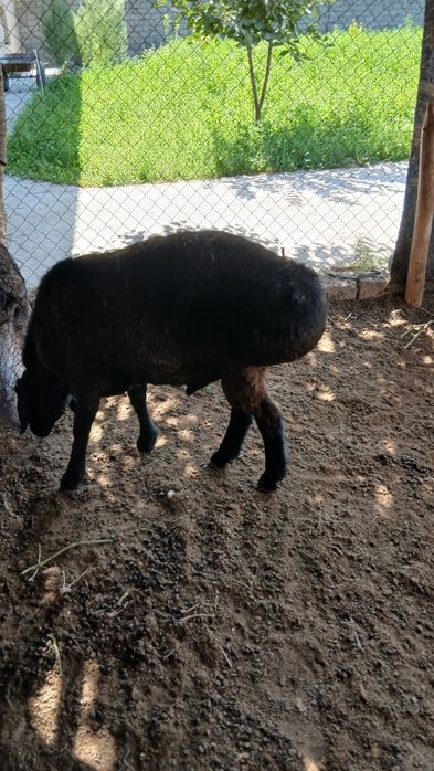 Qo'y sotiladi srochna