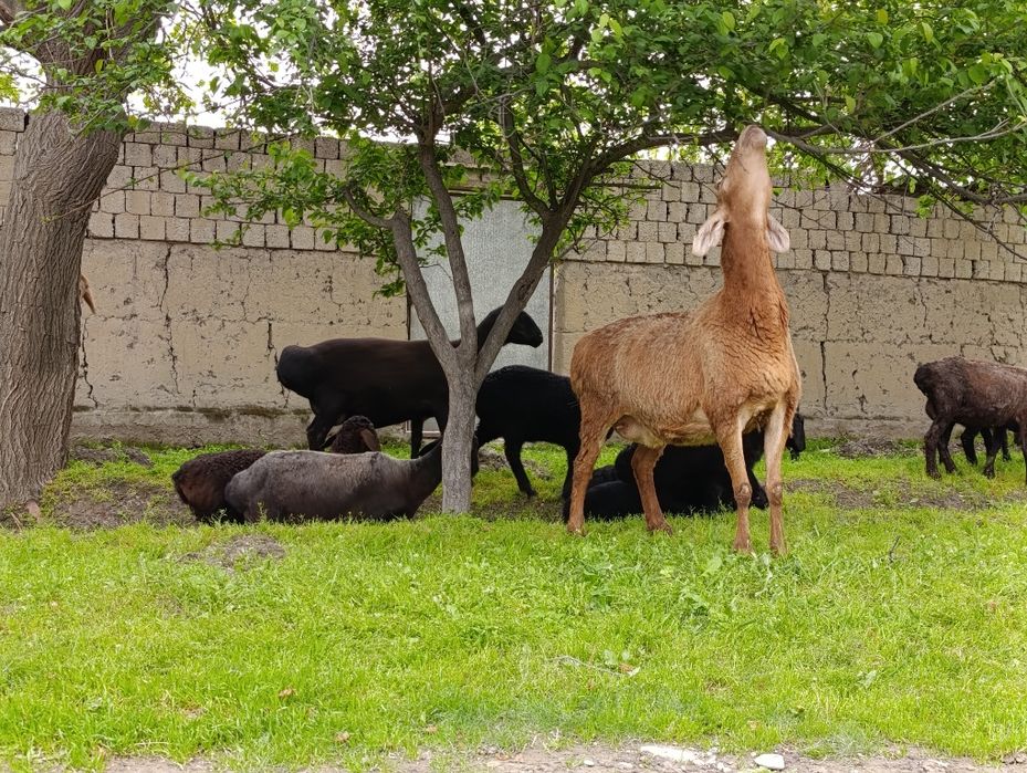 Арашанг она бола куй