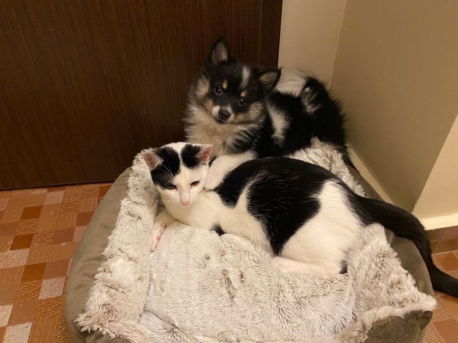 Petsitter/ingrijitor de animale de companie