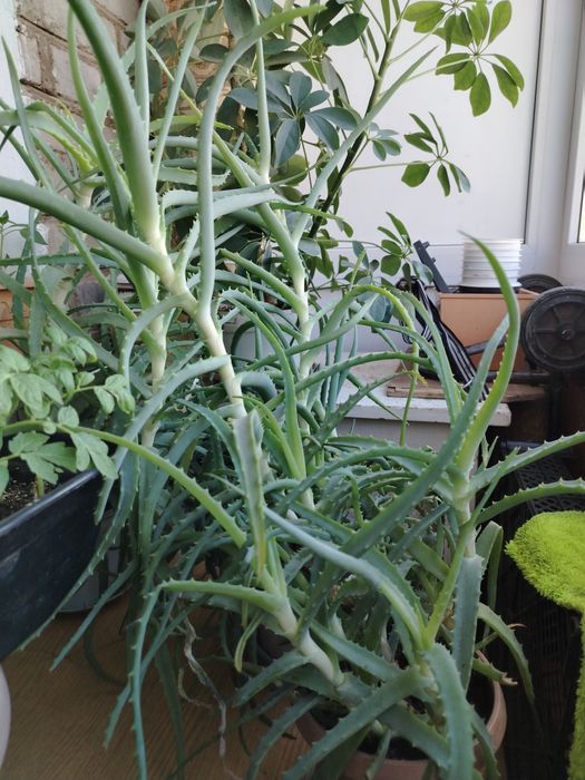 Шефлера, взрослое растение.