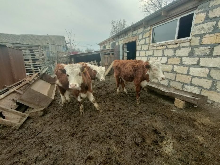 Еркек баспактарды сатам ,обмен