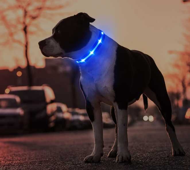 Zgardă luminosă pentru câini MASBRILL, reîncărcabilă și impermeabilă