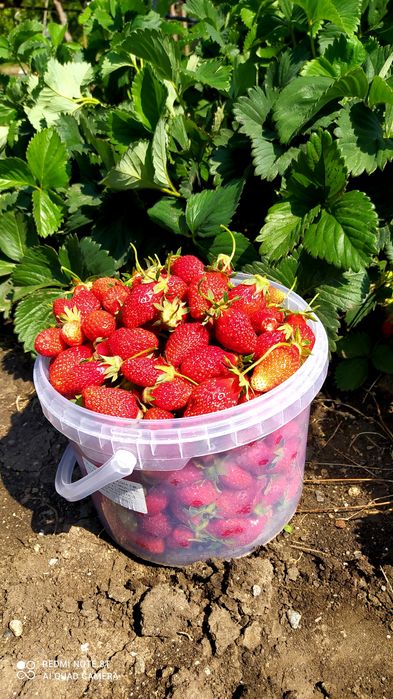 Овощна градина с пчелен