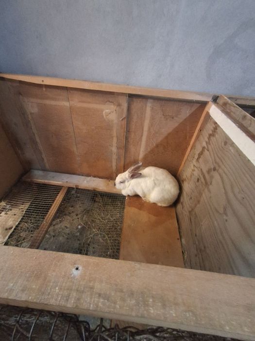 Kalifornia quyonlari sotiladi