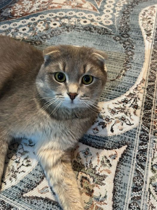 Продаётся в хорошие руки
Очень ухоженная чистая и а