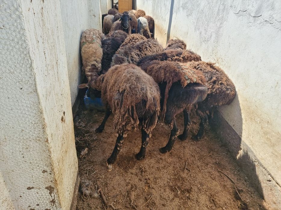 Семіз Қой (жирные Бараны)