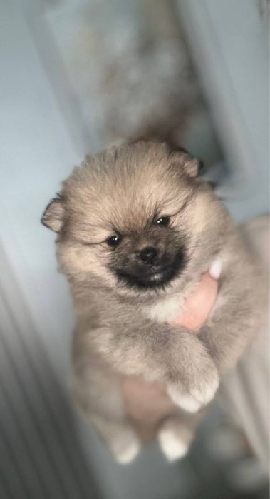 Срочно продам щенят щпица