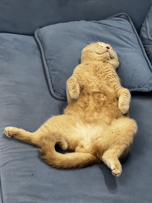 Skotish Fold sotiladi