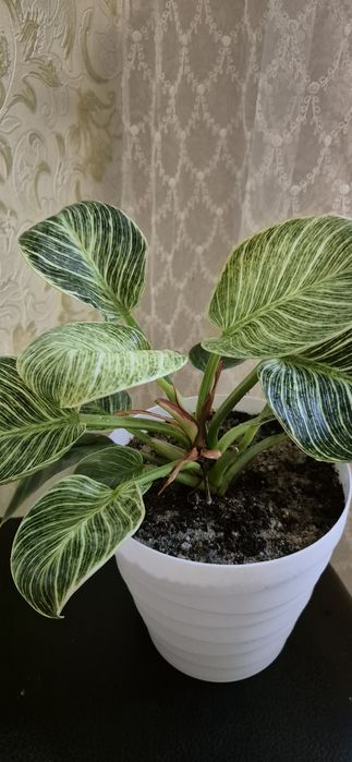 Филодендрон Биркин