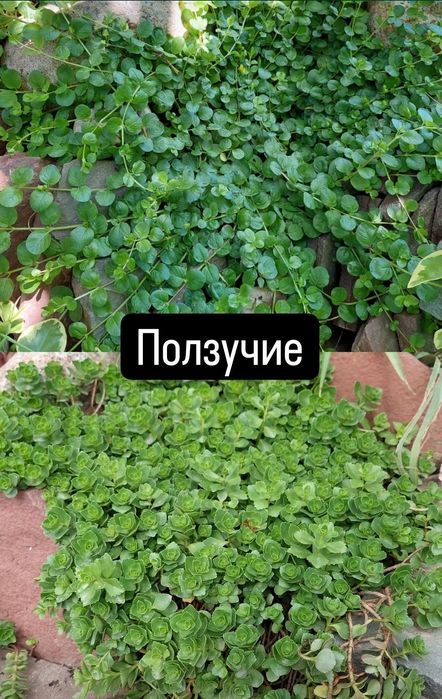 Цветы садовые разные