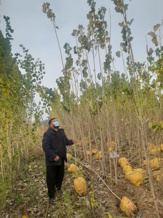 Вяз Карагаш Қарағаш