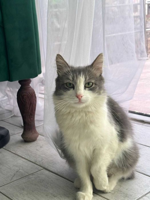 В добрые руки кошки