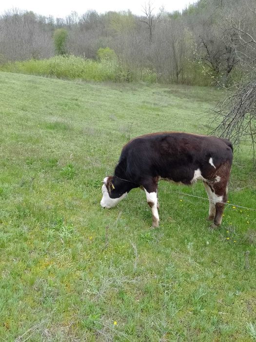 Vaca și junica de vanzare tinere