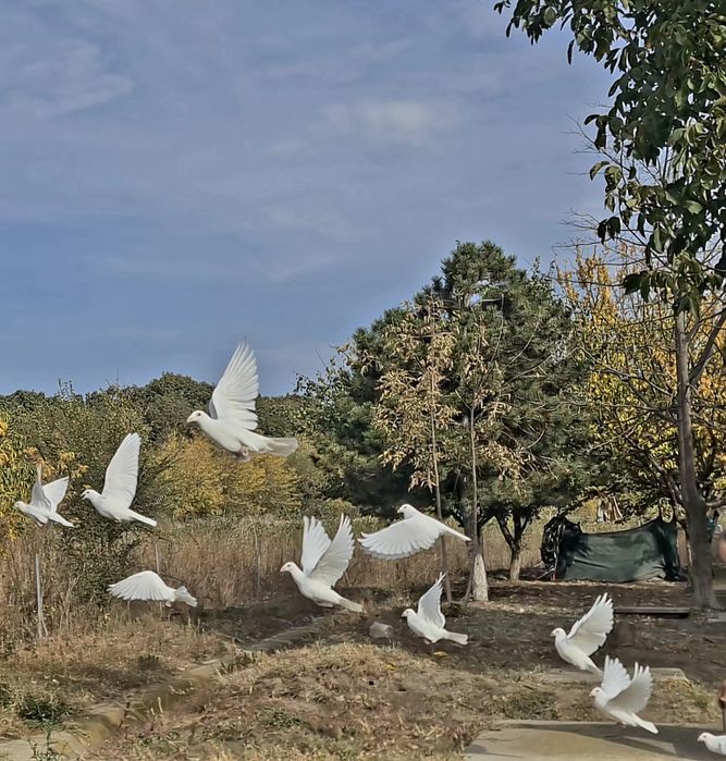 Vand porumbei voiajori albi