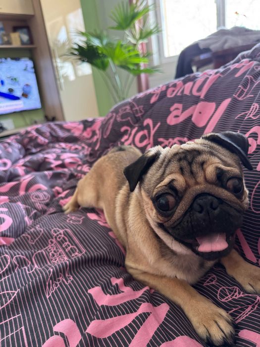 dau spre adoptie catel pug