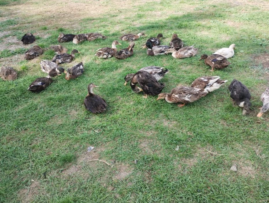 Vând rațe de anul acesta