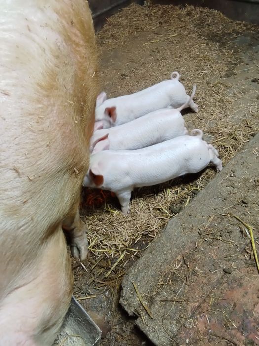 Продам месячных поросят