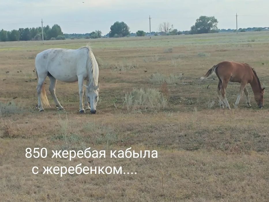 Продам лошадей оптом