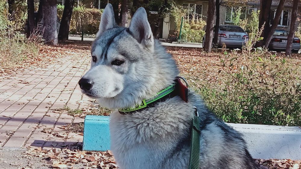 Хаски кобель на вязку