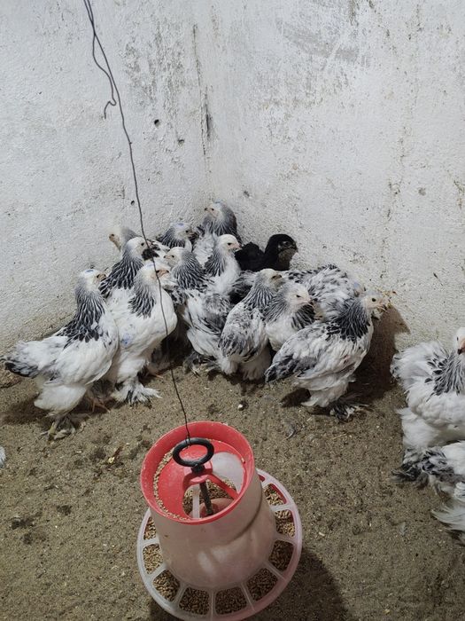 Cocoș , găini si pui Brahma Herminat deschis